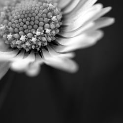 IDYLLE: POLLEN