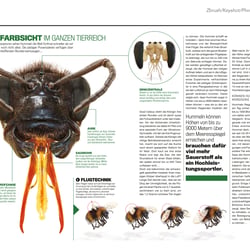 WDW Magazin /Artikel