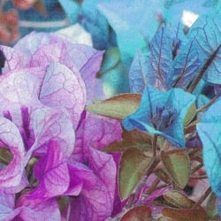 Bougainvilla