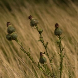 Distel im Feld