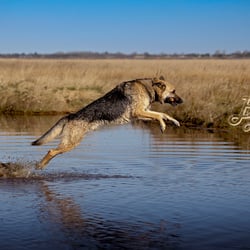 Wassershooting