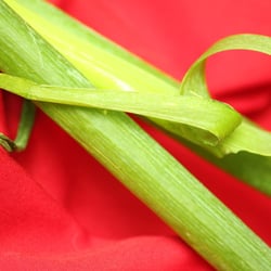 Food Photography 2012 Lauchzwiebel 05