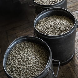 Caffetino Schlieren