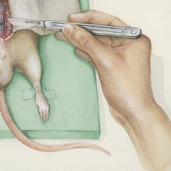 operativer Eingriff Ratte – Detail