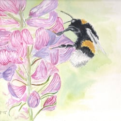 Hummel an einer Esparsette