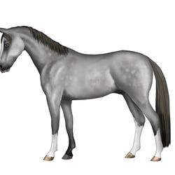 Deutsches Reitpony