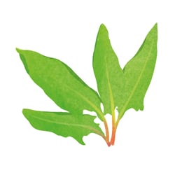 Organicator Illus