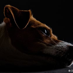 Portrait Portfolio