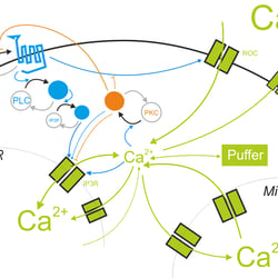 Wissenschaftliche Illustration