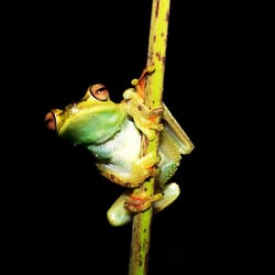 Frosch-Ecuador