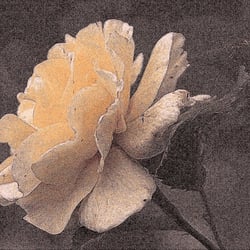 zarte Rose