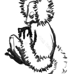 Vari (eine Art Lemur)