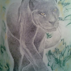 Zeichnung eines Panthers, Bleistift, Farbstift
