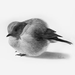 Vogerl Graphitzeichnung