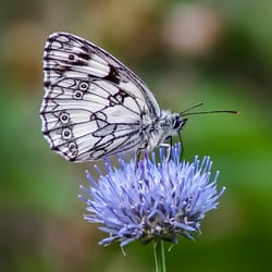 Schachbrettschmetterling