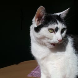 Bastet Experience 13