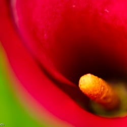 Blumenbild (26 von 60)