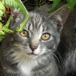 Cats Photography 2012 No. 01