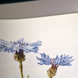 Kornblume