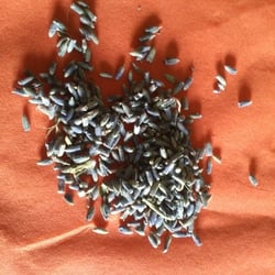 Lavendel..