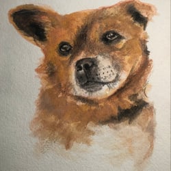 Hundeportrait.