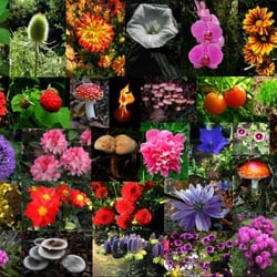 BLUMEN & BLÜTEN III