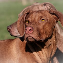 two dogs