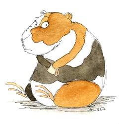 Meerschweinchen