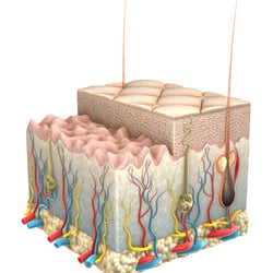 Epidermis cross section