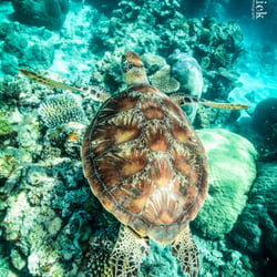 Underwater – Wide Angle Photography