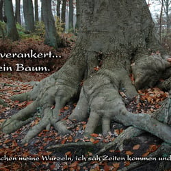 Wurzel