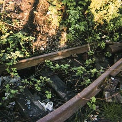 Ziellos