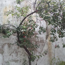 Kirschbaum 25