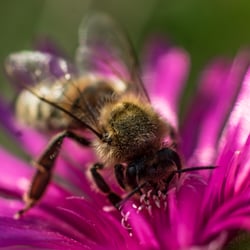 Biene auf Mittagsblume