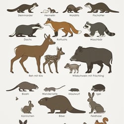 Schautafel Siedlungsnahe Wildtiere