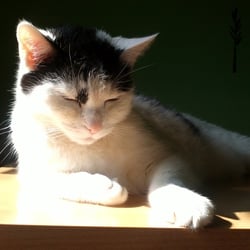 Bastet the Cat 2012 No. 12