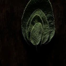 SALBEI 3