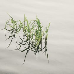 wassergras