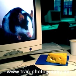 Maus