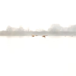 Gänse