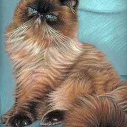 Perserkater, Pastell