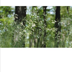 Zwei Blumen unterwegs
