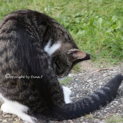CAT AUG 2014