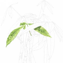 Studie