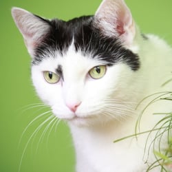 Bastet the Cat 2012 Teil 02
