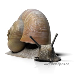 3D Schnecke