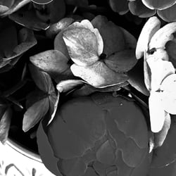 Flower Power / 2022