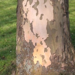Natur 2012 Bäume