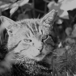 Cats 2014 Foto Übungen