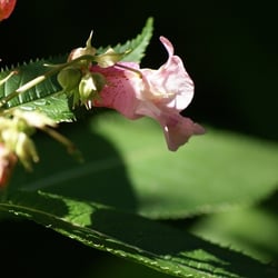 Wilde Blume